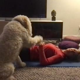 SH Zoom Pets 11 Ellie and Colleen exercising with Sheila Hamilton Movement Garden