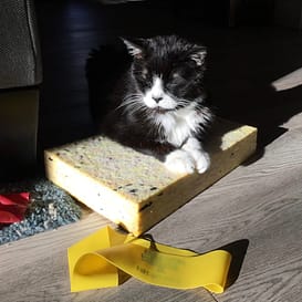 SH Zoom Pets 5 Yoga Cat