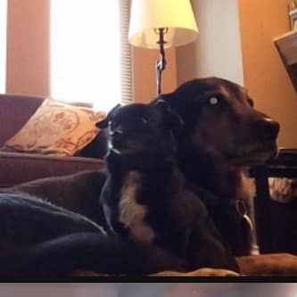 SH Zoom Pets 14 Down dog exercising with Sheila Hamilton Movement Garden