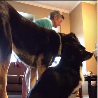 SH Zoom Pets 9 Linda and her dogs exercising with Sheila Hamilton Movement Garden